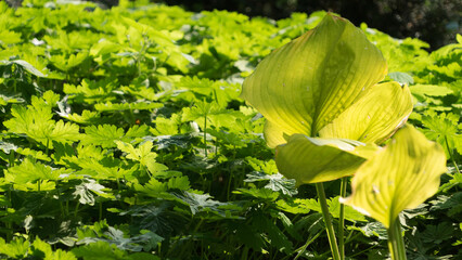 Wall Mural - Fresh yellow and green leaves and flowers in the garden - background