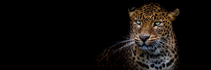 Wall Mural - leopard with a black background