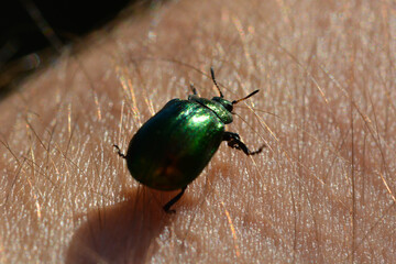 Sticker - Macro photo of a green dead-nettle leaf beetle, Chrysolina fastuosa, on human skin with hairs