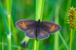 Meadow Brown Butterfly (Maniola jurtina) sunning itself on a blade of grass