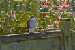 Male Sparrowhawk (Accipiter nisus) perched on a fence standing on one leg