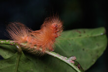 A Caterpillar Is Foraging In A Bush. These Animals Like To Eat Young Leaves And Fruits.