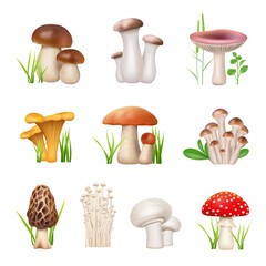 Wall Mural - Mushrooms realistic. Vegetarian food nutrition fungus chanterelle tasty products decent vector mushrooms collection