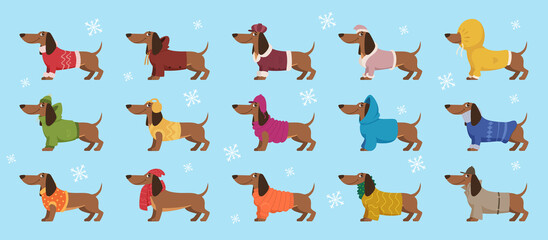 Poster - Dachshund in clothes. Winter decorative colored sweater on happy dog dachshund exact vector cartoon templates