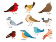 different type of birds