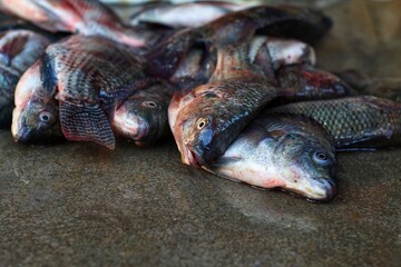 Wall Mural - selective focus on tilapia fish eye laying on ground in asian fish market