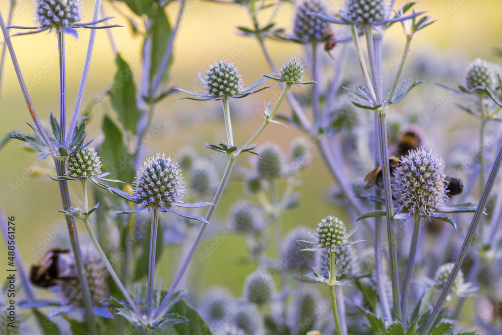 Bumblebee on Feverweed or Eringium in natural background