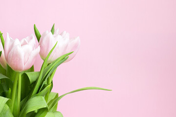 Wall Mural - Beautiful delicate bouquet of tulip flowers on pink background with copy space