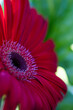 © Diana Hlachová - soft image.Detail of an red gerbera. Beautiful red gerbera is blooming. Flower background.Red daisy on green background. Gerbera is a genus of plants in the daisy family. defocus.