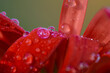 © Diana Hlachová - Macro photo detail of red bloom with water drops. Close up red gerbera flower.