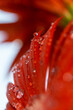 © Diana Hlachová - Macro photo detail of red bloom with water drops. Close up red gerbera flower.