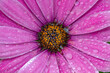 © Diana Hlachová - close-up of a fresh flower of osteospermum ecklonis  with water drops. against a green blurry background