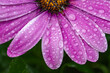 © Diana Hlachová - close-up of a fresh flower of osteospermum ecklonis  with water drops. against a green blurry background