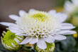 © Diana Hlachová - close up detail of White chrysanthemum flowers or Dahlia flower. Macro photo detail.