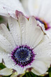 © Diana Hlachová - close-up of a fresh flower of white osteospermum ecklonis with water drops. against a green blurry background