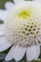 Close Up Detail Of White Chrysanthemum Flowers Or Dahlia Flower. Macro Photo Detail. 