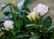 © Diana Hlachová - Three single orange and pink bud of lovely rose.  Close up detail of beautiful bloom rosa in the summer garden with water drops.