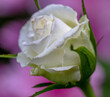 © Diana Hlachová - Dew on the petals of a white rose. Fresh flowers in a summer garden cottage. One isolated white rosa. Close up detail.