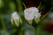 © Diana Hlachová - Dew on the petals of a white rose. Fresh flowers in a summer garden cottage. One isolated white rosa. Close up detail.