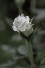 Dew On The Petals Of A White Rose. Fresh Flowers In A Summer Garden Cottage. One Isolated White Rosa. Close Up Detail.
