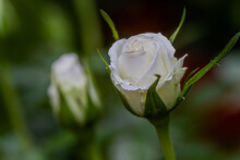 Dew On The Petals Of A White Rose. Fresh Flowers In A Summer Garden Cottage. One Isolated White Rosa. Close Up Detail.