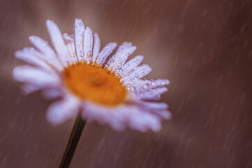 Wall Mural - white chamomile in the rain