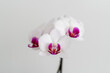 Weisse Orchideen