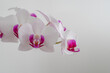 Weisse Orchidee isoliert auf weiss