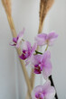 Pink weisse knabenkräuter - Orchidee