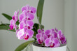 Pinke knabenkräuter - Orchidee im Topf