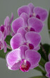 Pinke knabenkräuter - Orchidee