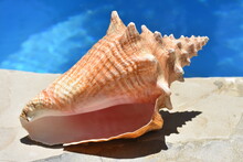 Strombus Alatus Florida Fighting Conch Shell By Swimming Pool
