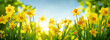 Spring daffodils flowers in the field
