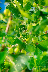 Wall Mural - Fresh ripe organic gooseberries grow in the green garden