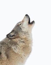 A Lone Timber Wolf Or Grey Wolf Canis Lupus Isolated On White Background  Howling In The Winter Snow In Canada
