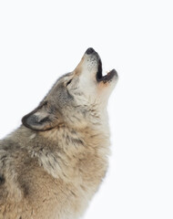 Sticker - A lone Timber Wolf or Grey Wolf Canis lupus isolated on white background  howling in the winter snow in Canada