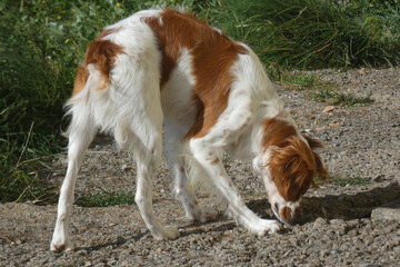 Poster - Spaniel breton