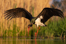 Black Stork In The Water With Its Wings Spread