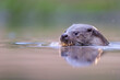 © Staffan Widstrand - Eurasian otter in the water
