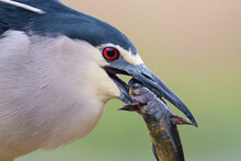 Close Up Of A Black-crowned Night Heron With A Fish