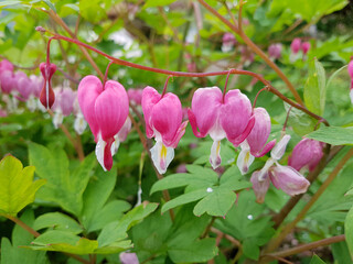 Wall Mural - Bleeding Heart, Dicentra, spectabiles