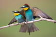 © Staffan Widstrand - Two Eurasian bee-eaters