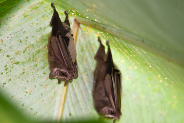 Sticker - Leaf-nosed bat under a leaf. Exotic bats in the jungle  in Central America, Costa Rica