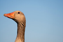 Close Up Portrait Of A Greylag Goose