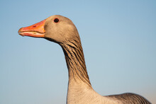 Close Up Portrait Of A Greylag Goose