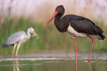 Black Stork And Grey Heron In The Water
