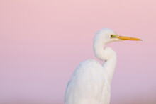 Close Up Portrait Of A Great White Heron With A Soft Coloured Background