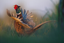 Common Pheasant In The Grass