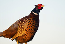 Close Up Of A Common Pheasant With A White Background