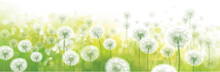 Vector Spring Bokeh Background With White Dandelions.